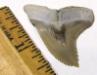 Giant Lee Creek Hemipristis Shark Tooth